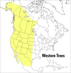 Peterson Field Guides: Peterson Field Guide to Western Trees : Western United…