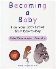 BECOMING A BABY: HOW YOUR BABY GROWS FROM DAY-TO-DAY By Supple William F. Jr.