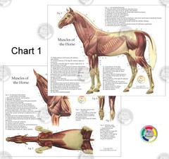 Horse Equine Anatomy Charts 8.5 X 11 Muscles Skeletal Nerves Veterinary Medicine