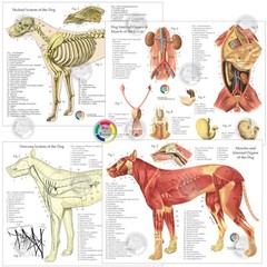 Dog Anatomy 4 Chart Set 8.5″ X 11″ Muscles Skeletal Nerves Veterinary Medicine