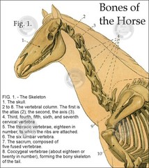 Horse Equine Anatomy Charts 8.5 X 11 Muscles Skeletal Nerves Veterinary Medicine