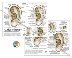 Auriculotherapy Ear Acupuncture Chart 8.5″ X 11″ Auricular Microsystem