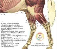Horse Equine Anatomy Charts 8.5 X 11 Muscles Skeletal Nerves Veterinary Medicine
