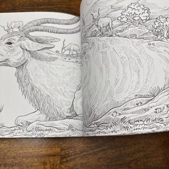 Fragile World: Colour Nature’s Wonders (Colouring Books) by Rosanes, Kerby Book