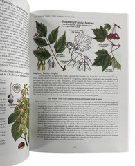 Botany in a Day Thomas J. Elpel 2013 Paperback Herbal Field Guide North America