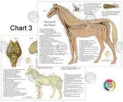 Horse Equine Anatomy Charts 8.5 X 11 Muscles Skeletal Nerves Veterinary Medicine