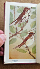 Fieldbook of Wild Birds and Their Music: F S Mathews. 1906. 1st Edition. Reprint