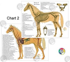 Horse Equine Anatomy Charts 8.5 X 11 Muscles Skeletal Nerves Veterinary Medicine