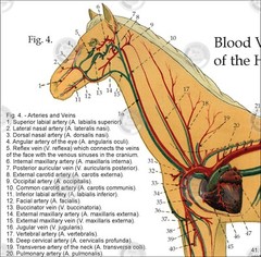 Horse Equine Anatomy Charts 8.5 X 11 Muscles Skeletal Nerves Veterinary Medicine