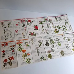 Peterson First Guides Astronomy Flash Guides Trees Wildflowers Set Field Guides